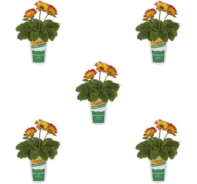 Vigoro Gerbera Daisy Color Bloom Orange and Yellow Bicolor Annual Plant 5-Pack