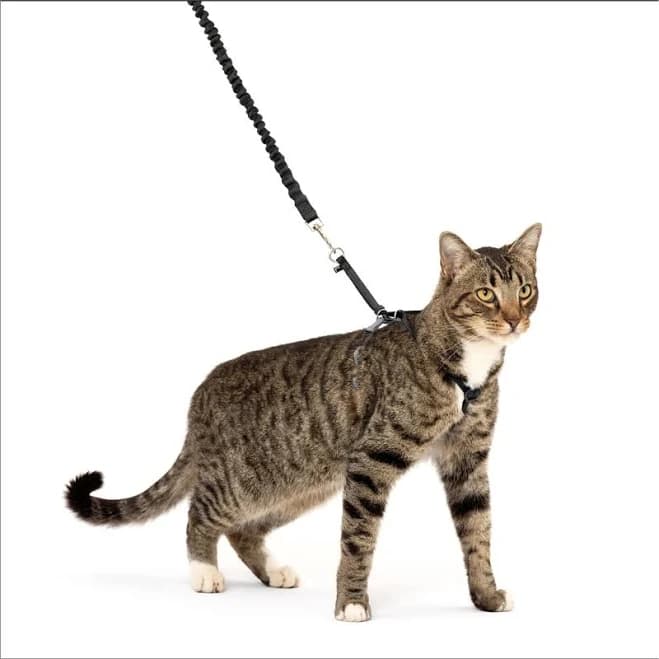 PetSafe Come with Me Kitty Harness Bungee Leash