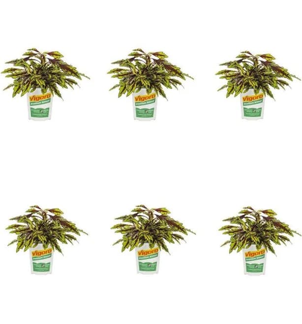 Vigoro Coleus Painted Nettle Flamethrower Chili Pepper