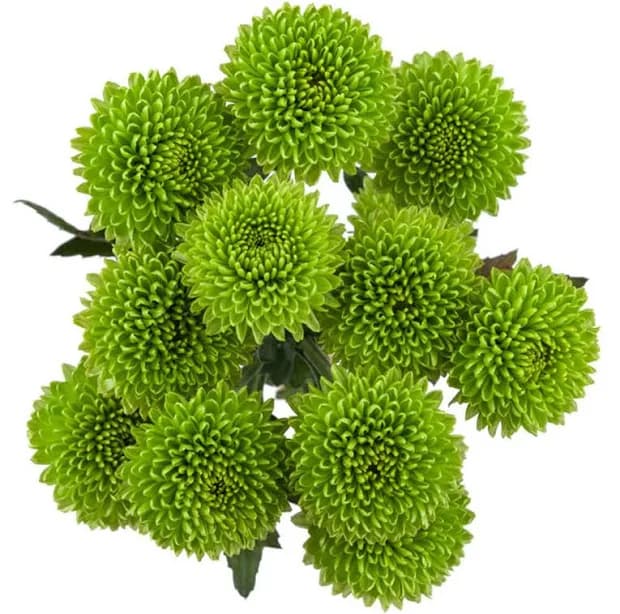 Green Button Chrysanthemums – 8-10 Stems Bunch | ABQ Flower Market