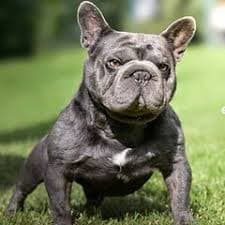 Big Rope Merle French Bulldog Grey Micro Merle French Bulldog ?Prince ? Lilac Tan Merle Fluffy