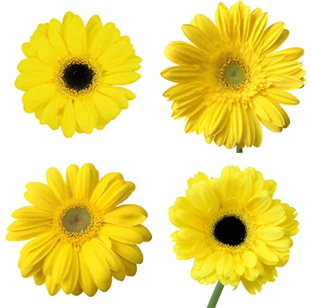 Yellow Gerbera Daisy Flower