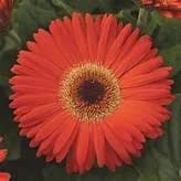 Gerbera Daisy ColorBloom Orange Yellow BiColor (4.5" Pot) - 4.5" Pot