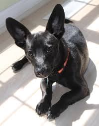 Mix Puppies Pomeranian Dachshund Mix Black Formosan Mountain Dog Hypoallergenic Low Maintenance Smart