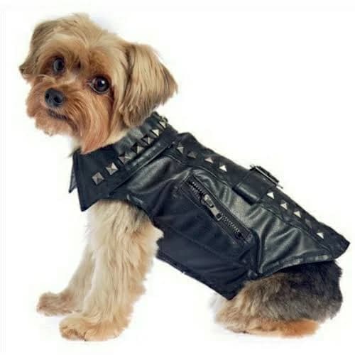 Studded Biker Motorcycle Dog Jacket / Coat size?:Large