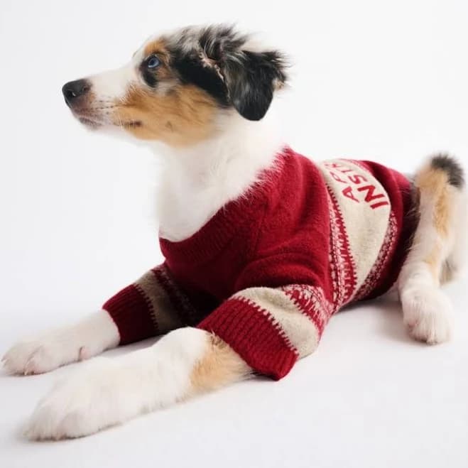 Abercrombie & Fitch Men's Graphic Pet Sweater