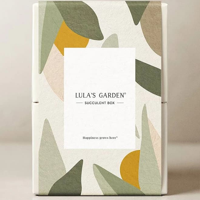 Lula's Garden Mystery Succulent Gift Delivery