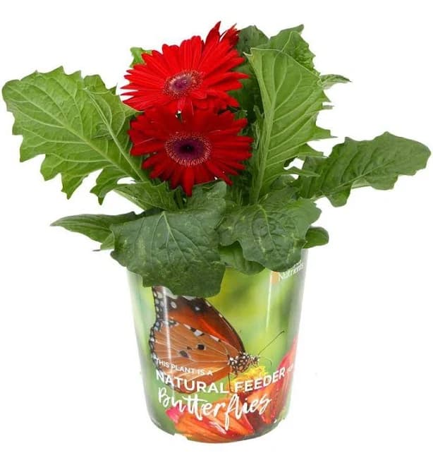 Annual Gerbera Daisy Mix 2.5 qt.
