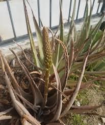 ALOE VERA – GASOLINE GLAMOUR