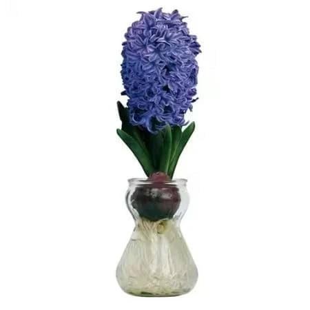 Blue Hyacinth Bulb and Forcing Vase