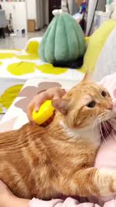 Rechargeable Pet Steamer Brush: 3-in-1 Silicone Massage & Steam Brush for Cats & Dogs - Shop Now! from Dhgate Cat Brushes & Combs - price 8.78