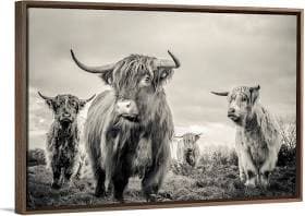 Great Big Canvas Highland Cattle Wall Art Print
