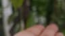 Video frame trigger