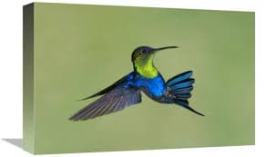 Amazon.com: Global Gallery Violet-Crowned Woodnymph Hummingbird Male Flying, Costa Rica-Canvas Art-18"x12" : Everything Else