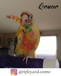 Peas – Lil Monsters Bird Toys