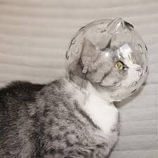 Cat Muzzle Adjustable Breathable Cat Ear Bubble Muzzle Anti-Bite Hooded Muzzle For Cats Small | Fruugo US