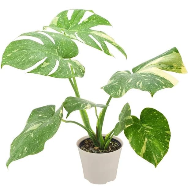 Arcadia Garden Products Live Monstera Thai Constellation Plant