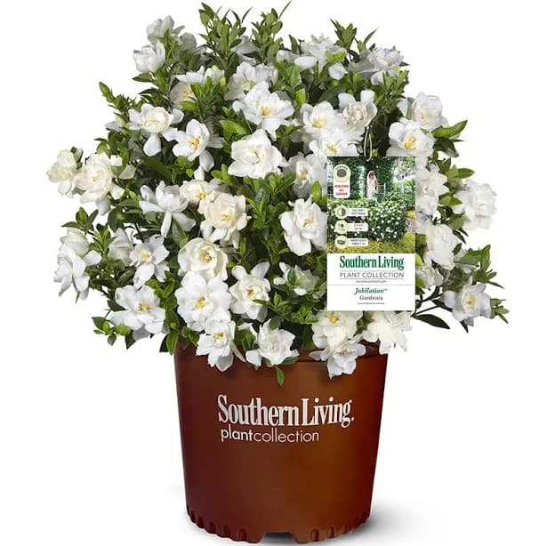 Southern Living Jubilation Gardenia Shrub