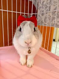 Q1-Handmade Pet Birthday Hat Pet Hair Accessories Headgear Rabbit Leash Clothes Accessories Rabbit Little Witch Kiki - Shop Avondream handmade Clothing & Accessories - Pinkoi