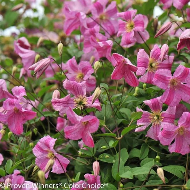 Pink Mink Clematis