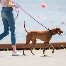 TwoEar Dog Leash Dog Slip Rope Leash 1/2" x 6FT Dog Training Leash Heavy Duty Strong Slip Lead Highly Reflective Threads for Small Medium and Large Dogs : Amazon.ae: Pet Supplies