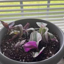 Grow Long 5 Cuttings - Tradescantia Fluminensis Variegata - Wandering Jew - Inch Tickle Me Plant