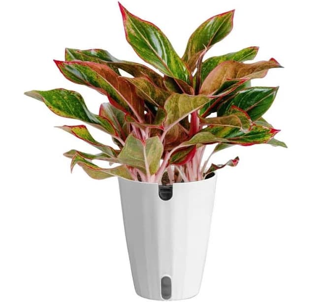 Costa Farms Aglaonema Indoor Chinese Evergreen Plant