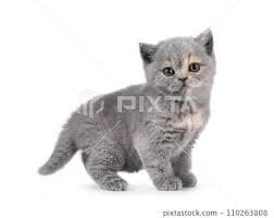 Stock Photo: British Shorthair cat kitten on white