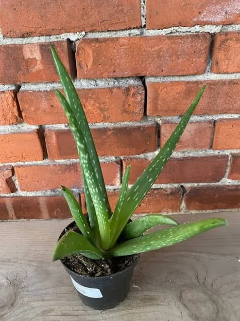 Aloe Vera Aloe barbadensis 'miller
