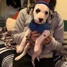 Dog Kippah, Hanukkah Pet Hat With Star, Adjustable Fit - Etsy
