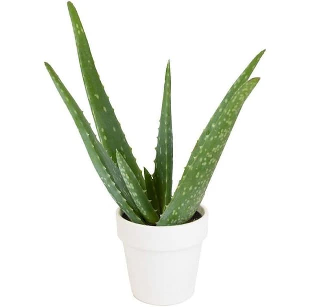 Altman Plants Live Aloe Vera Plant