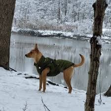 Pawesome™ All Weatherproof Dog Jacket – My Modern Deals