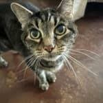 Hill's Prescription Diet Feline i/d Digestive Care Chicken & Vegetable Stew Wet Cat Food | Petflow.com