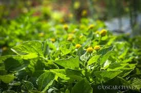 Buzz Buttons — Microledon Farm