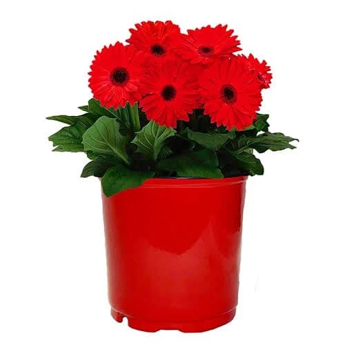 Gerbera Daisy Red Decorative Planter