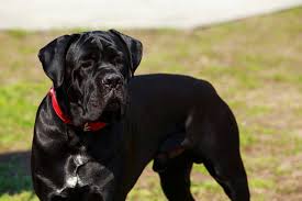 Mastiff Chocolate Lab Mix Corso Dog Chocolate Cane Corso French Mastiff Puppy King Corso