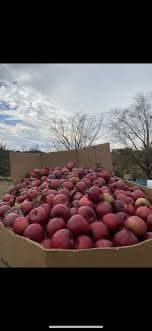 Deer Apple