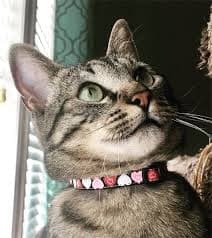 Doily Heart Cat Collars – Lucy Lou's Designs