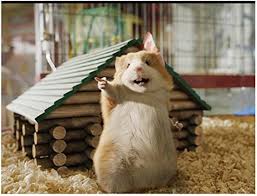 G-Force Bucky Pointing Posed in Front of Log Cabin in Cage 8 x 10 inch photo at Amazon's Entertainment Collectibles Store