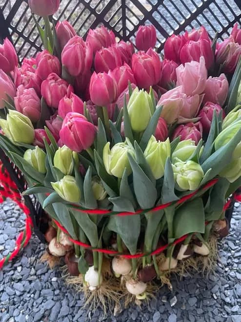 TULIPS - Mixed Colors
