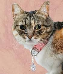 Amazon.com: Caritas et Fides St Francis of Assisi Pendant for Pet Collar - St Francis Animal Tag with Split Ring for Catholic Patron Saint of Cats, Dogs, St Francis of Assisi Medal -