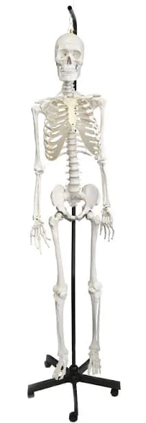 Eisco Labs Human Skeleton Model