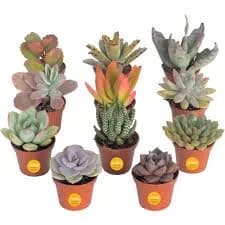 Costa Farms Succulents