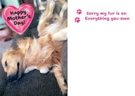 Funny Furry Golden Retriever Mother's Day Card - Barley Cards