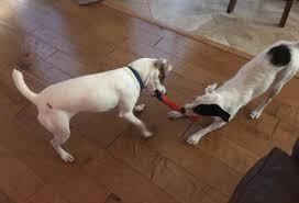 Chuckit! Ultra Fetch Stick Dog Toy | Pet Supplies Plus