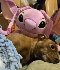 Angel Pillow Buddy : Target