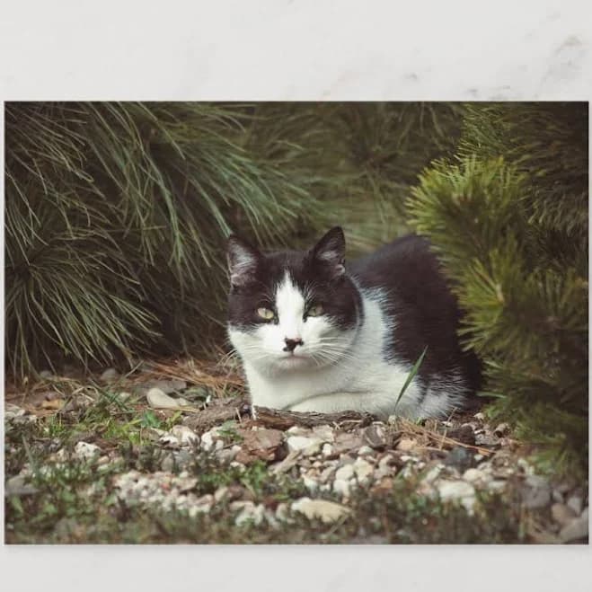 Shorthair Cat - Postcard