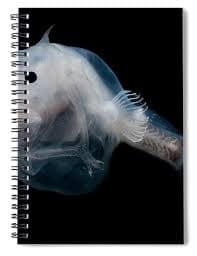 Phantom Anglerfish Spiral Notebook by Dante Fenolio - Science Source Prints