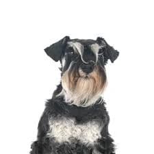 Miniature Schnauzer Puppies