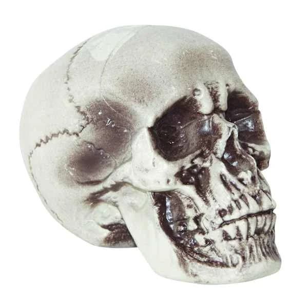 At Home Realistic Foam Skull